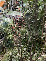 Clerodendrum laevifolium