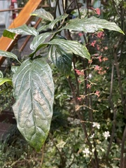 Clerodendrum laevifolium