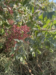 Pistacia terebinthus palaestina
