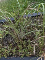 Andropogon cretaceus