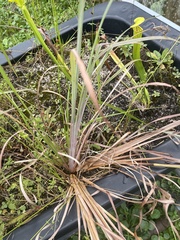 Andropogon cretaceus
