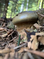 Cortinarius atrovirens