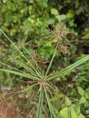 Cyperus distans