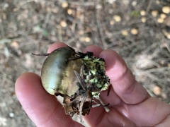 Cortinarius atrovirens