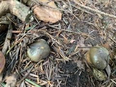 Cortinarius atrovirens