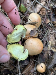 Cortinarius atrovirens