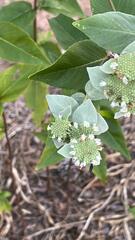 Pycnanthemum muticum
