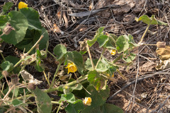 Abutilon leucopetalum