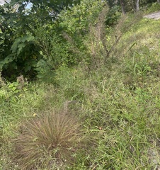 Eragrostis spectabilis