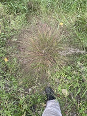 Eragrostis spectabilis