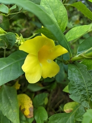 Thunbergia