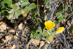 Abutilon leucopetalum