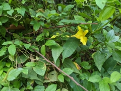 Thunbergia