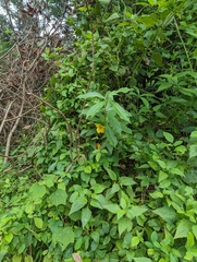 Thunbergia