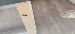 Leptoglossus occidentalis