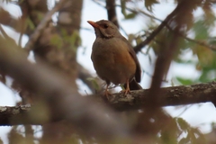 Turdus libonyana