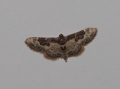 Idaea rusticata