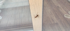 Leptoglossus occidentalis