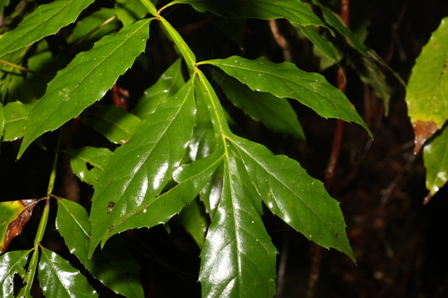 Blush silky oak (Bleasdalea bleasdalei)