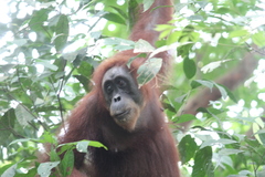Pongo abelii
