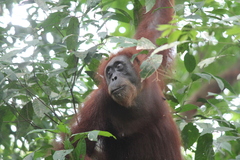 Pongo abelii