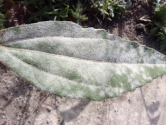 Golovinomyces cichoracearum