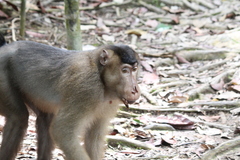 Macaca nemestrina