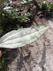 Golovinomyces cichoracearum