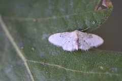 Idaea filicata
