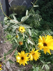 Golovinomyces cichoracearum