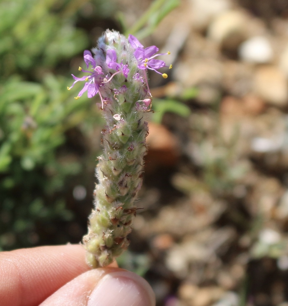 Slimleaf Prairie Clover