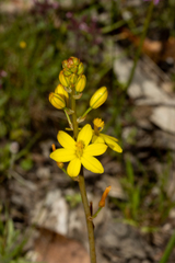 Bulbine bulbosa