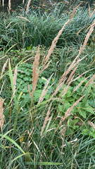 Calamagrostis epigejos