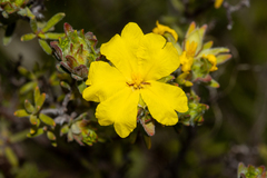 Hibbertia crinita