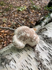 Fomitopsis betulina