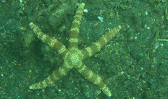 Nardoa tuberculata