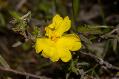 Hibbertia crinita