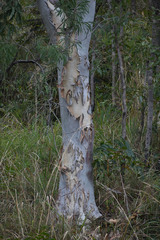 Eucalyptus platyphylla