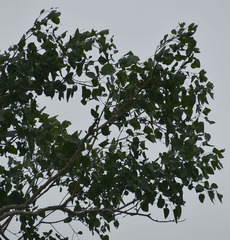 Eucalyptus platyphylla