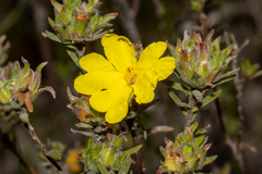 Hibbertia crinita