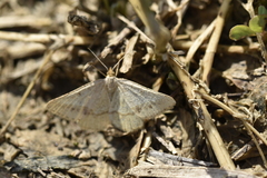 Isturgia arenacearia