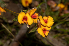 Platylobium obtusangulum