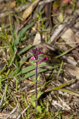 Parentucellia latifolia