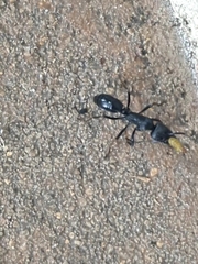 Paltothyreus tarsatus