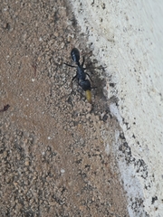 Paltothyreus tarsatus