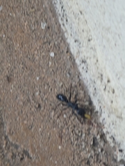 Paltothyreus tarsatus