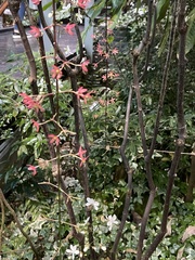 Clerodendrum laevifolium