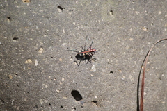 Cosmodela aurulenta aurulenta