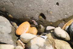 Cosmodela aurulenta aurulenta