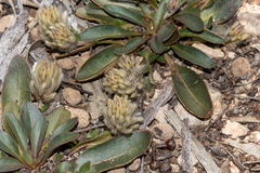 Ptilotus seminudus